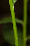 Cardinal flower